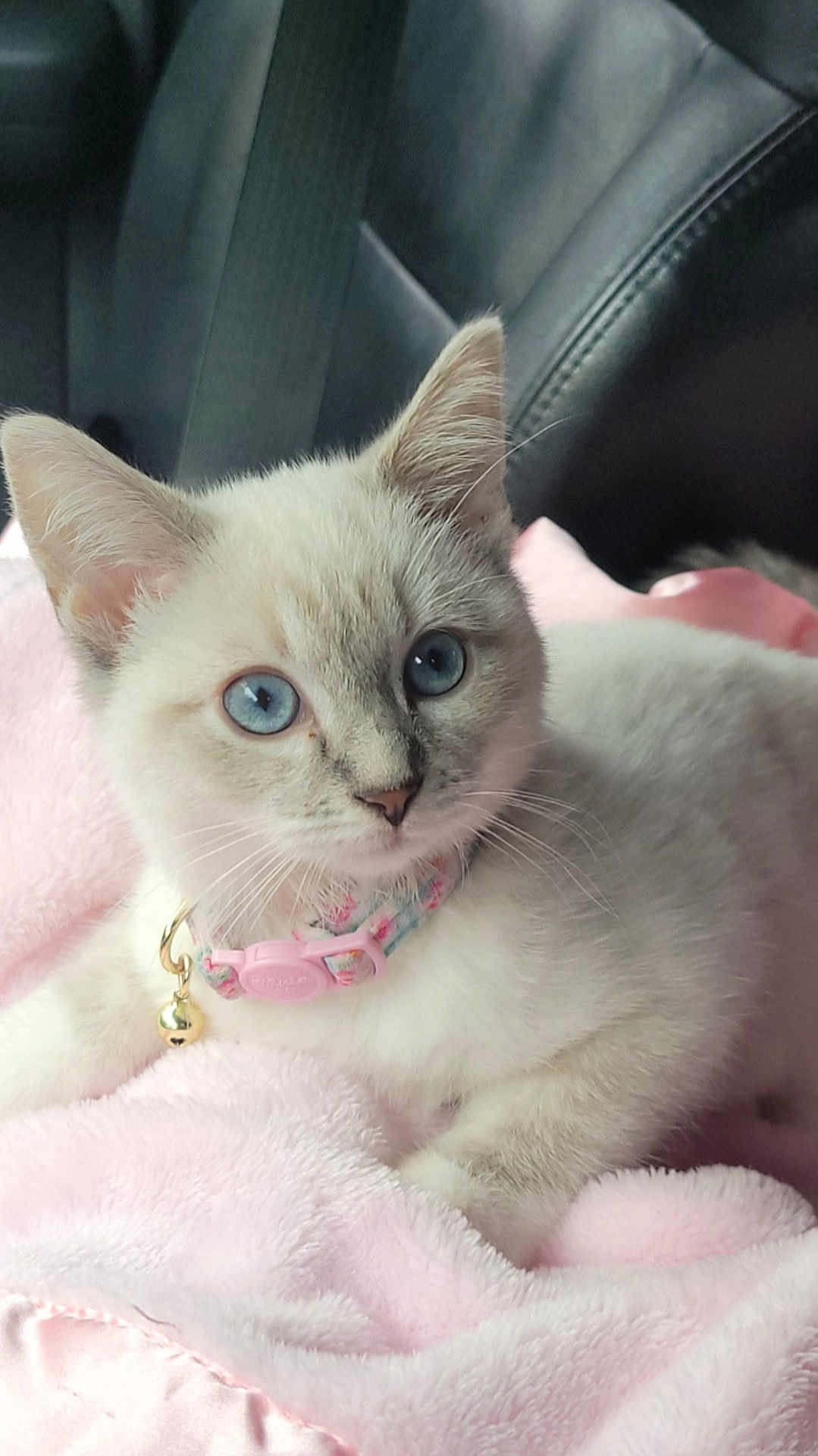 Penelope joined the competition — help win amazing prizes! kitten, cat, blue_eyes, collar, bell, pink_blanket, soft_texture, fur, pet, cute, animal, indoor, car_seat, leather_seat, close_up, portrait, young, whiskers, relaxed, curious