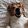 Fantôme participe au concours pour gagner de l'argent avec cette photo : animal, bed, black, blanket, brown, canine, closeup, cute, dog, fur, happy, indoors, lying_down, mammal, pet, playful, polka_dot, relaxed, smiling, white
