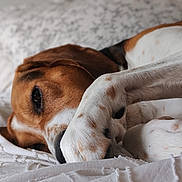 Fantôme a rejoint le concours — aidez-le/la à gagner de superbes lots ! animal, bed, black, blanket, brown, closeup, cozy, cute, dog, domestic_animal, fur, indoors, paw, pet, portrait, relaxing, resting, sleeping, soft, white