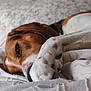 animal, bed, black, blanket, brown, closeup, cozy, cute, dog, domestic_animal, fur, indoors, paw, pet, portrait, relaxing, resting, sleeping, soft, white