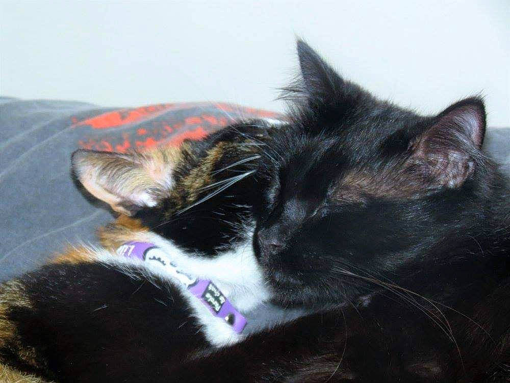 Janelle participe au concours pour gagner de l'argent avec cette photo : black_cat, carnivore, cat, domestic_short_haired_cat, ear, felidae, fur, kitten, small_to_medium_sized_cats, snout, whiskers