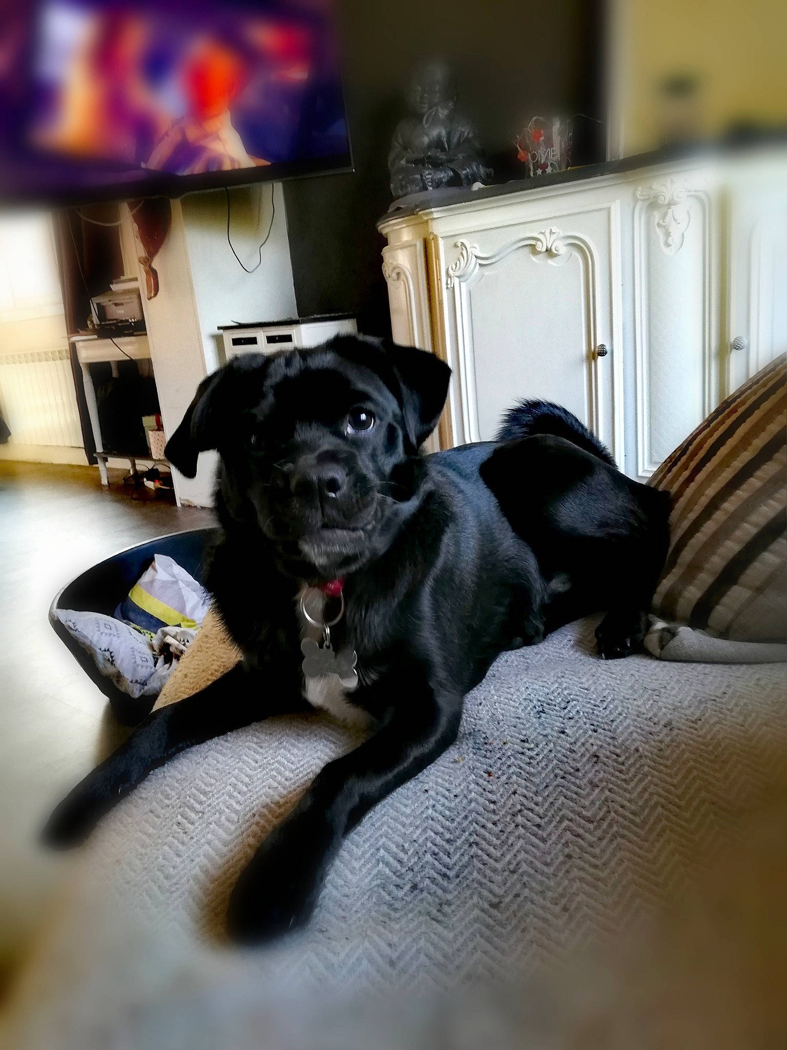 Kuro a rejoint le concours — aidez-le/la à gagner de superbes lots ! beagador, borador, canidae, carnivore, companion_dog, dog, dog_breed, labrador_retriever, mammal, patterdale_terrier, pug, puggle, puppy, snout, sporting_group