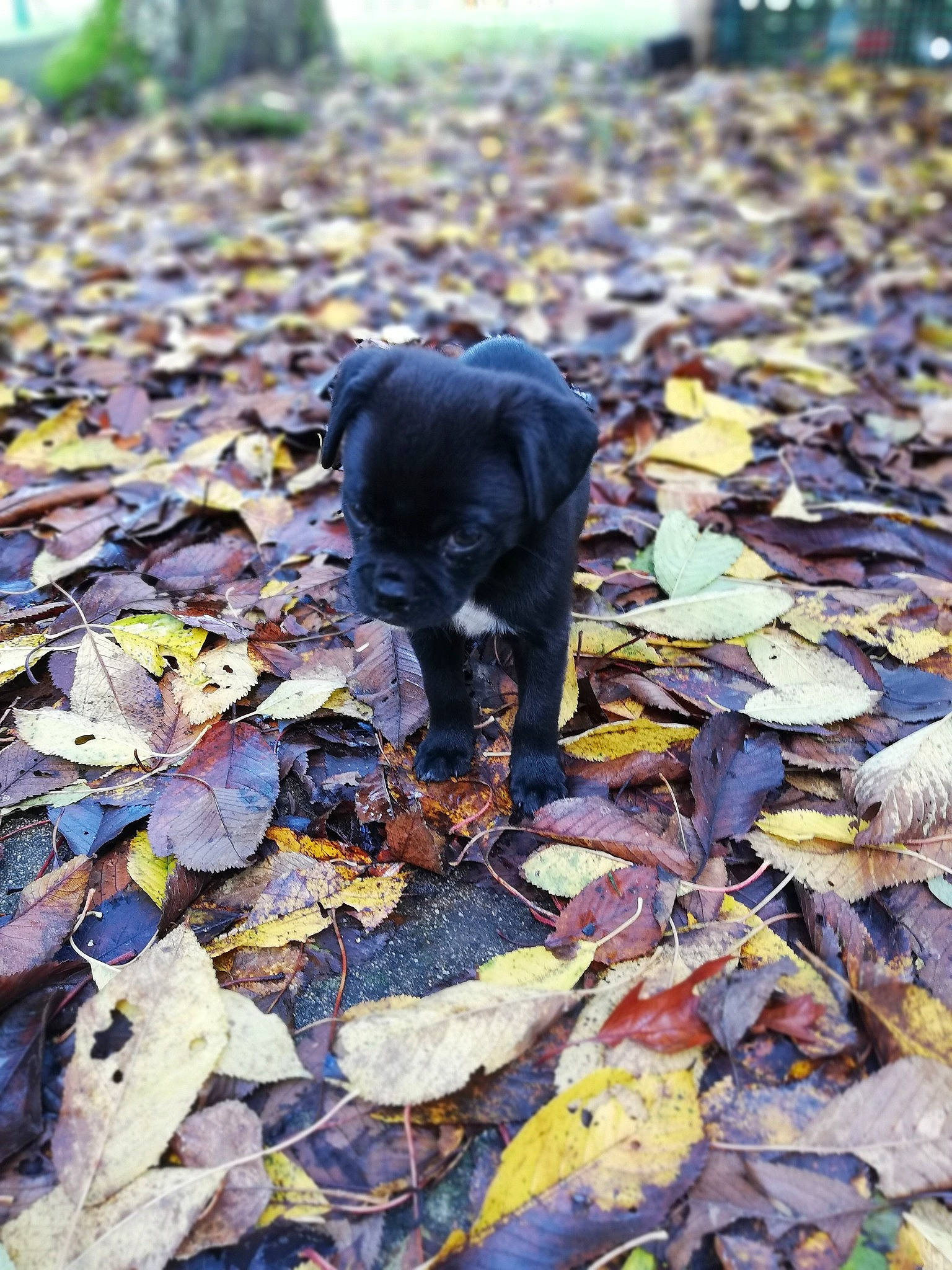 Kuro a rejoint le concours — aidez-le/la à gagner de superbes lots ! autumn, canidae, carnivore, dog, dog_breed, leaf, plant, puppy, sporting_group