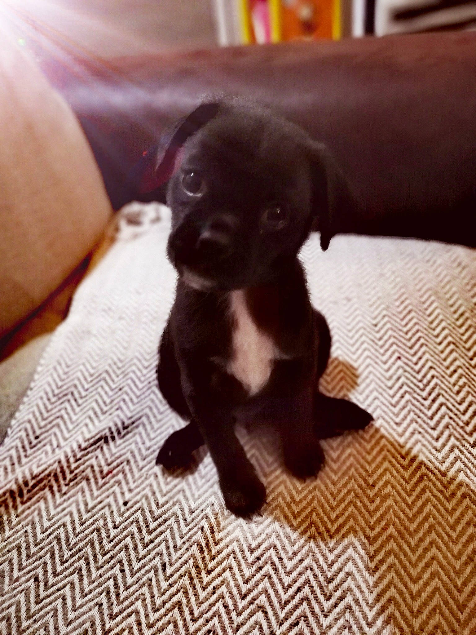 Kuro participe au concours pour gagner de l'argent avec cette photo : american_pit_bull_terrier, beagador, boxer, canidae, carnivore, companion_dog, dog, dog_breed, fawn, french_bulldog, labrador_retriever, mammal, non_sporting_group, patterdale_terrier, puppy, rare_breed_dog, snout, sporting_group, staffordshire_bull_terrier, vertebrate