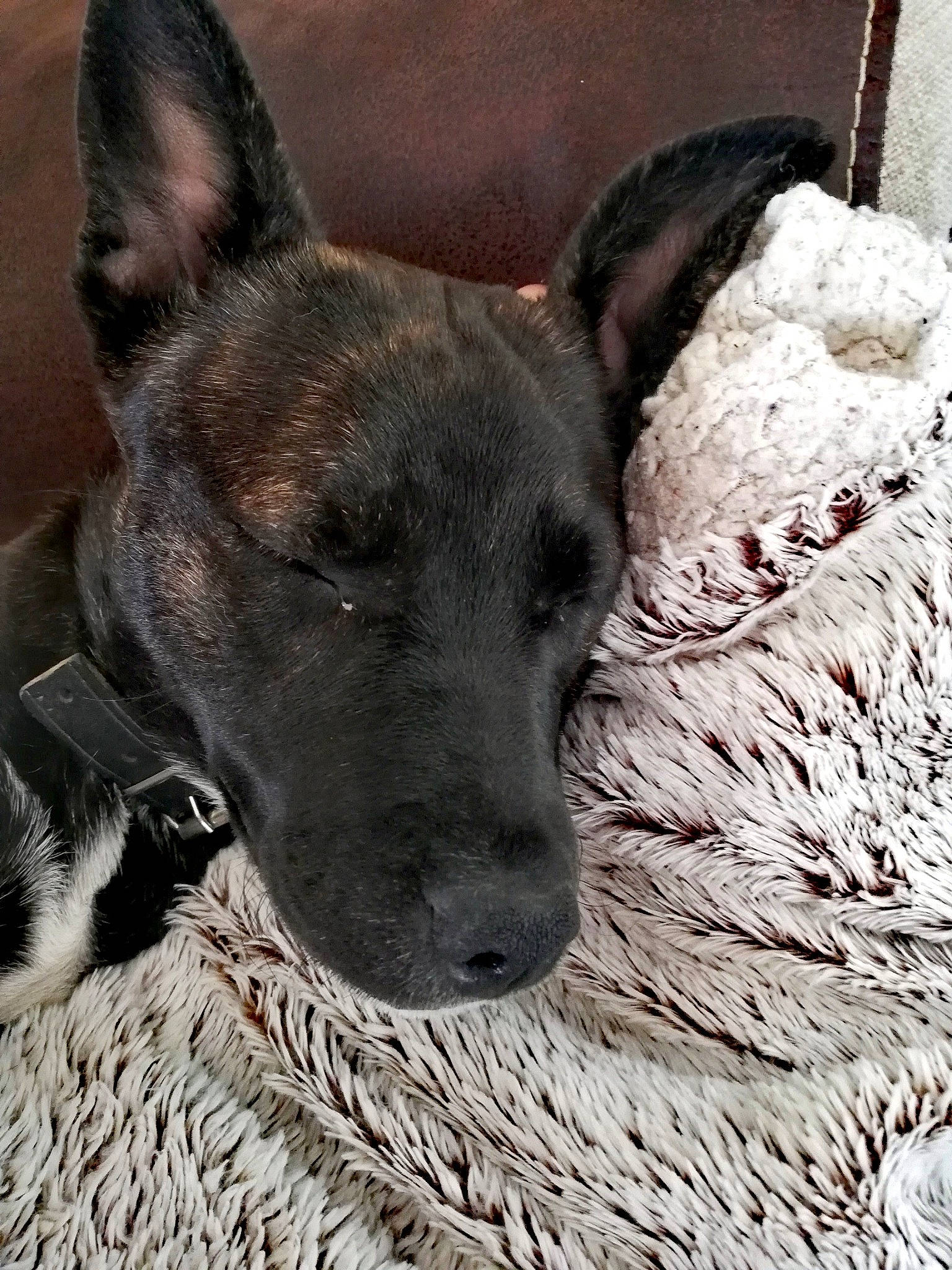 Shiloh participe au concours pour gagner de l'argent avec cette photo : american_hairless_terrier, canidae, carnivore, dog, dog_breed, feist, formosan_mountain_dog, mammal, rare_breed_dog, snout, vertebrate