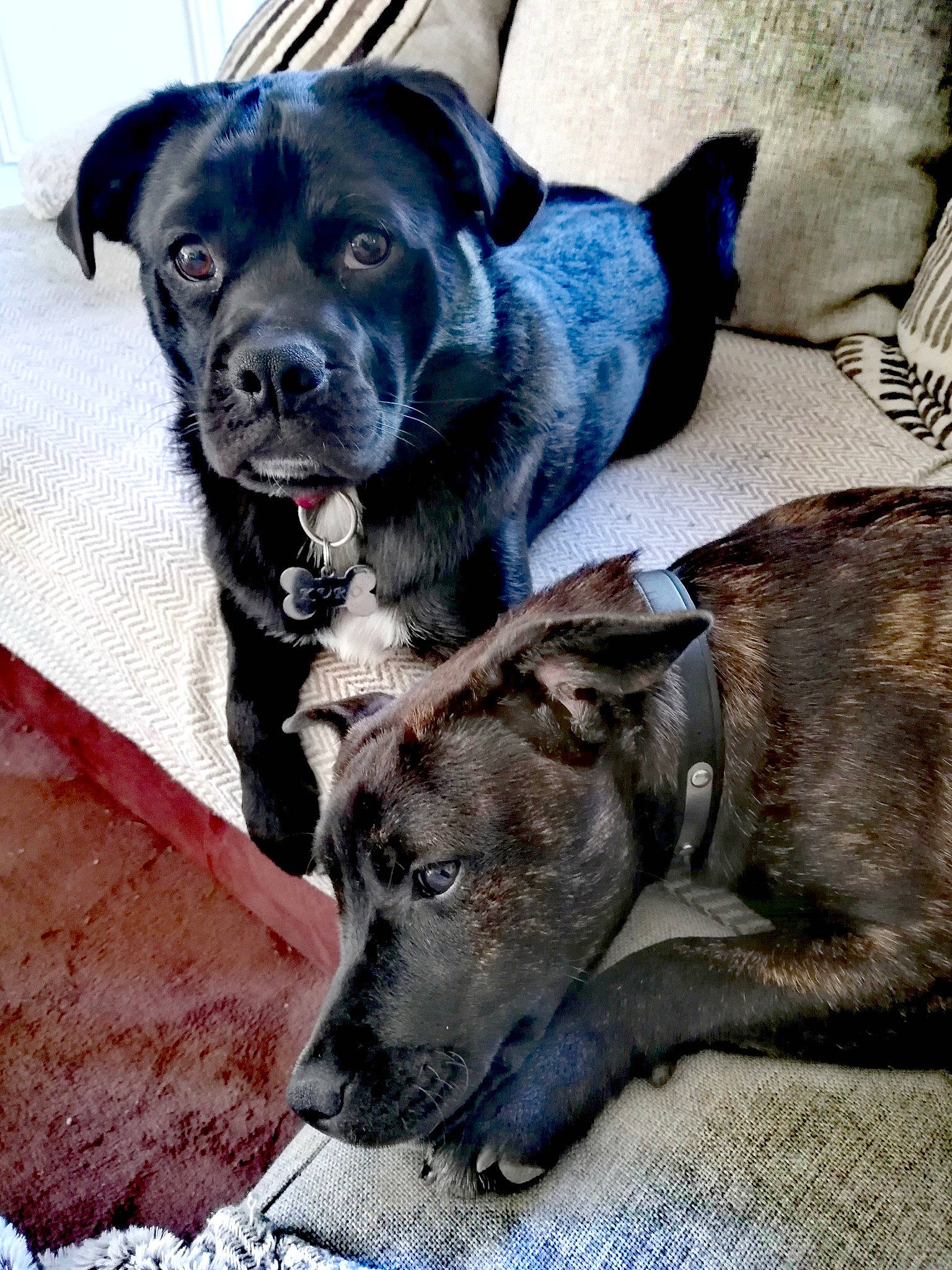 Shiloh participe au concours pour gagner de l'argent avec cette photo : alano_espanol, alaunt, cane_corso, canidae, carnivore, dog, dog_breed, fawn, great_dane, guard_dog, mammal, non_sporting_group, perro_de_presa_canario, rare_breed_dog, snout, sporting_group, vertebrate