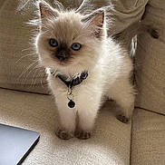 Snow joined the competition — help win amazing prizes! kitten, cat, blue_eyes, collar, pet, feline, fluffy, whiskers, indoor, couch, beige, curious, small, young_animal, cute, domestic_animal, furry, alert, animal, companion