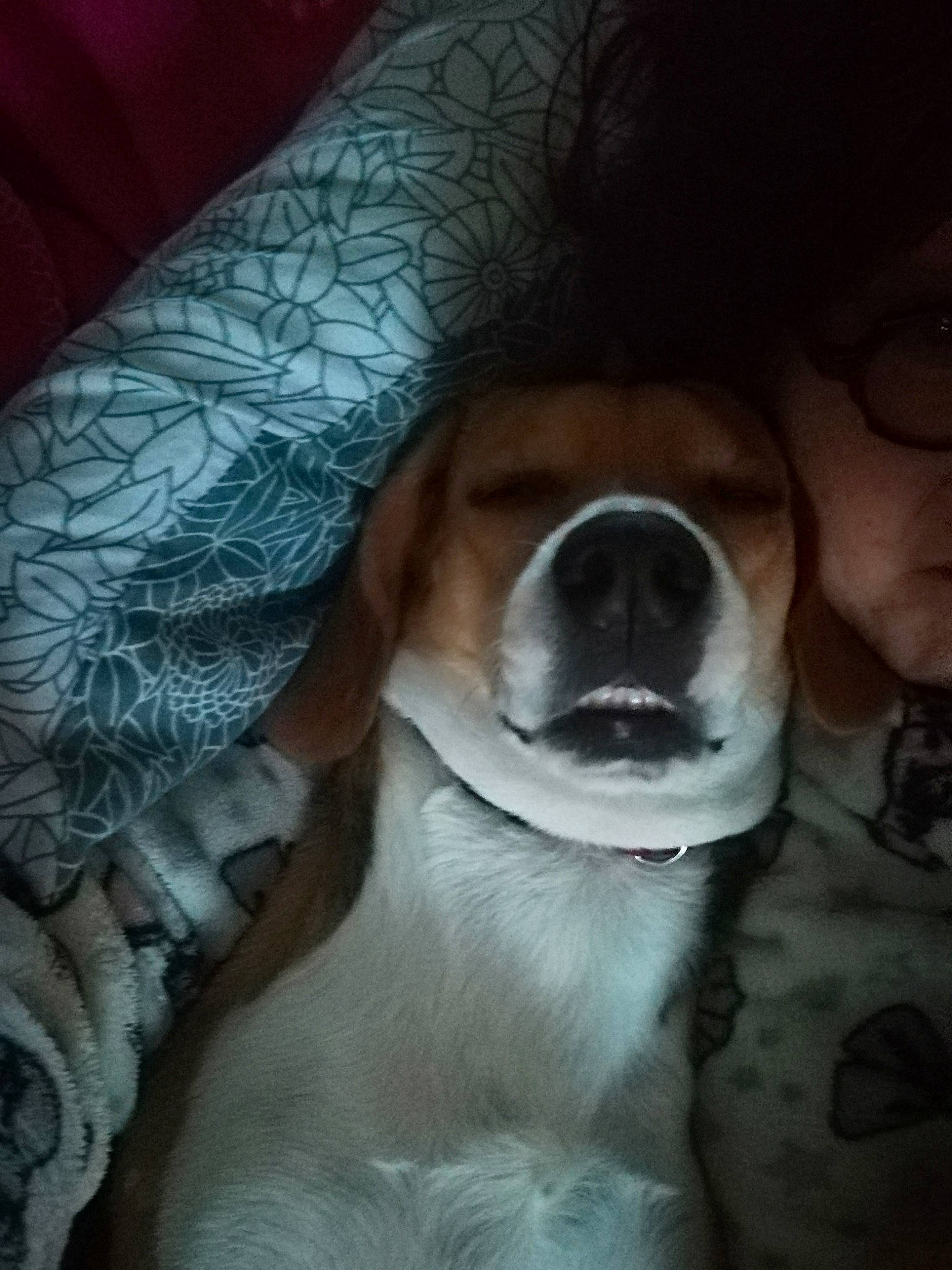 Naika participe au concours pour gagner de l'argent avec cette photo : american_foxhound, beagle, canidae, carnivore, companion_dog, coonhound, dog, dog_breed, estonian_hound, harrier, jack_russell_terrier, mammal, nose, puppy, puppy_love, russell_terrier, snout, treeing_walker_coonhound, vertebrate