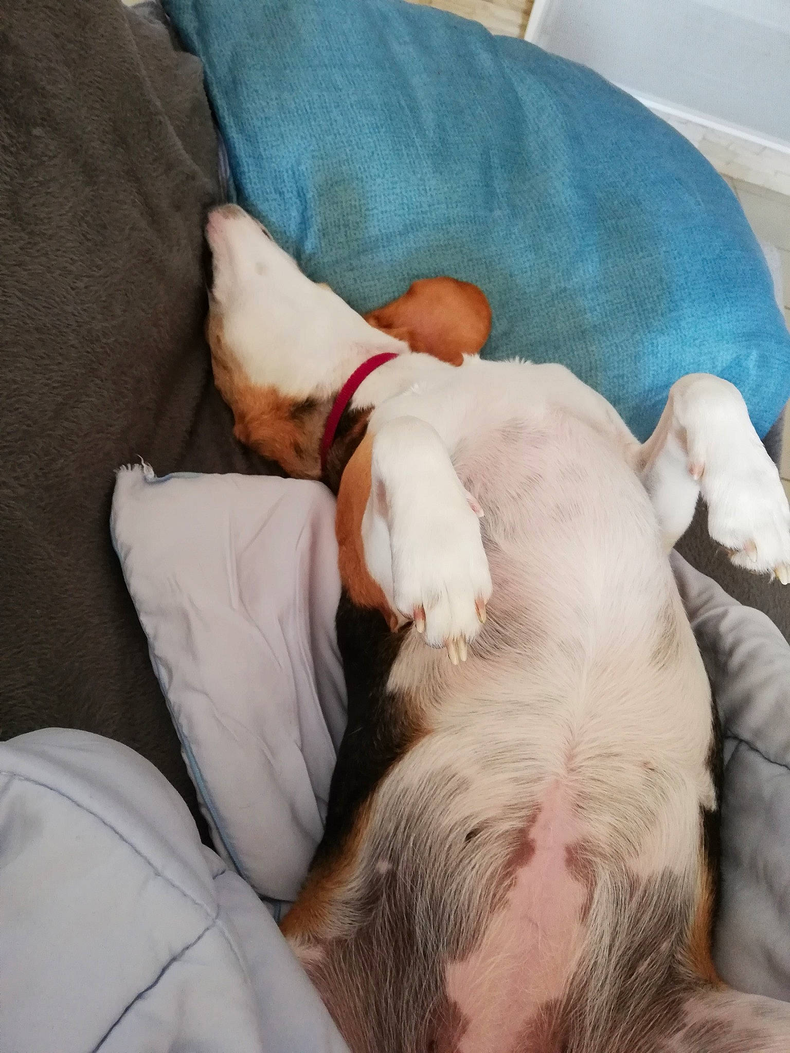 Naika participe au concours pour gagner de l'argent avec cette photo : canidae, carnivore, companion_dog, dog, dog_breed, ear, fawn, leg, nap, non_sporting_group, puppy, puppy_love, sleep, sporting_group, tail