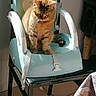 Nala participe au concours pour gagner de l'argent avec cette photo : cat, tabby_cat, booster_seat, chair, indoor, sunlight, tiled_floor, furniture, pet, domestic_animal, curious, orange_fur, striped_fur, seat_belt, black_chair, quilt, cozy, home, animal, looking_down