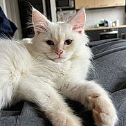 Gilbert participe au concours pour gagner de l'argent avec cette photo : cat, kitten, white_cat, pet, animal, feline, fluffy, fur, paw, pink_nose, relaxing, indoors, home, kitchen, gray_fabric, close_up, portrait, cute, calm, domestic
