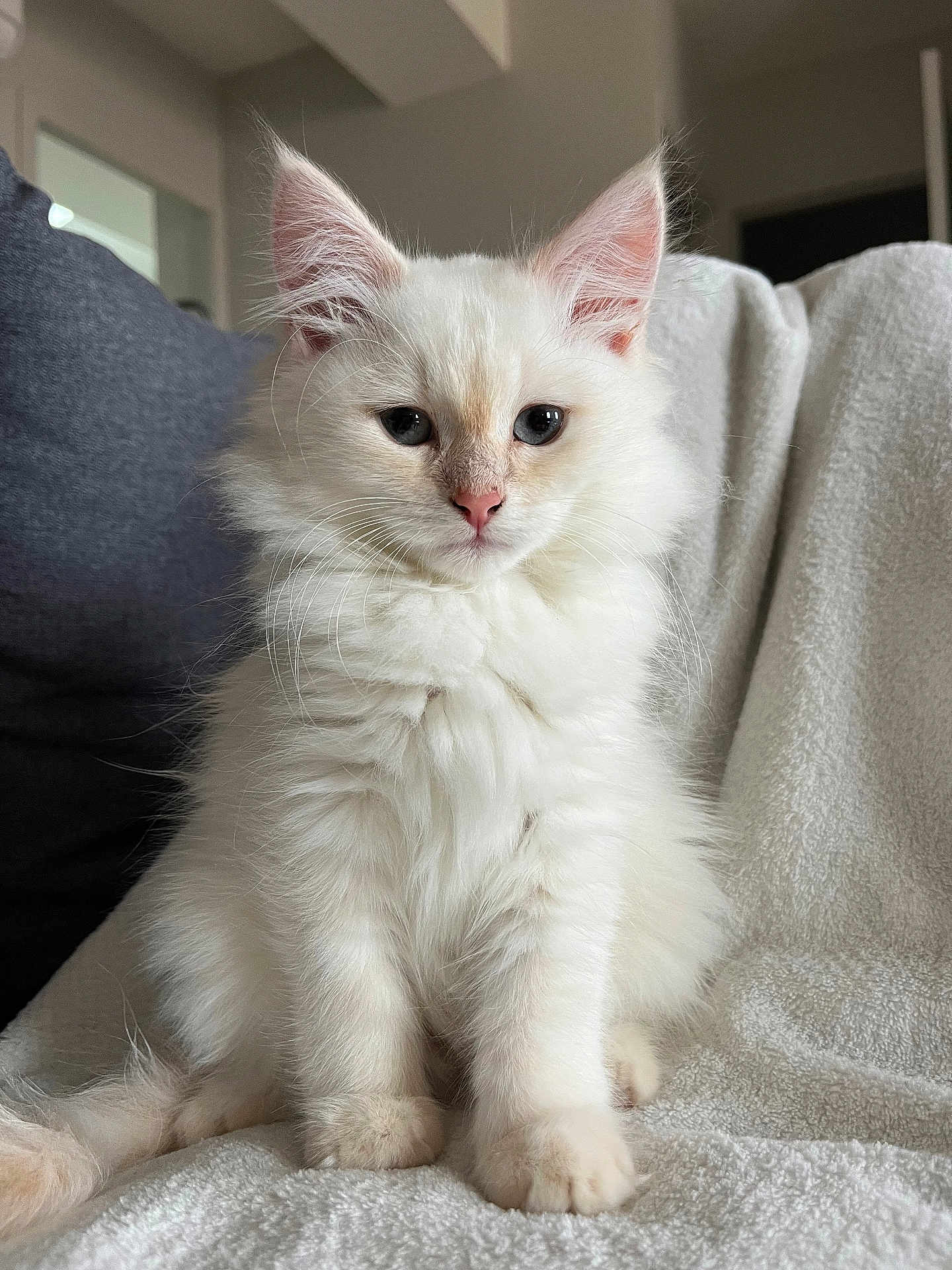 Gilbert a rejoint le concours — aidez-le/la à gagner de superbes lots ! kitten, cat, white_fur, blue_eyes, fluffy, indoor, blanket, pet, animal, cute, young, sitting, fur, whiskers, ears, face, soft_texture, cozy, domestic, portrait
