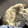 Gilbert a rejoint le concours — aidez-le/la à gagner de superbes lots ! cat, kitten, white_fur, fluffy, sleeping, paw, blanket, soft_texture, sunlight, cozy, resting, cute, pet, indoor, relaxation, feline, animal, comfort, warm, nap