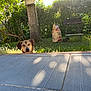 dog, backyard, grass, tree, charcoal_bag, barbecue_grill, sunlight, shadow, greenery, outdoor, pet, animal, curious, tile_floor, nature, summer, leaf, plant, garden, daylight