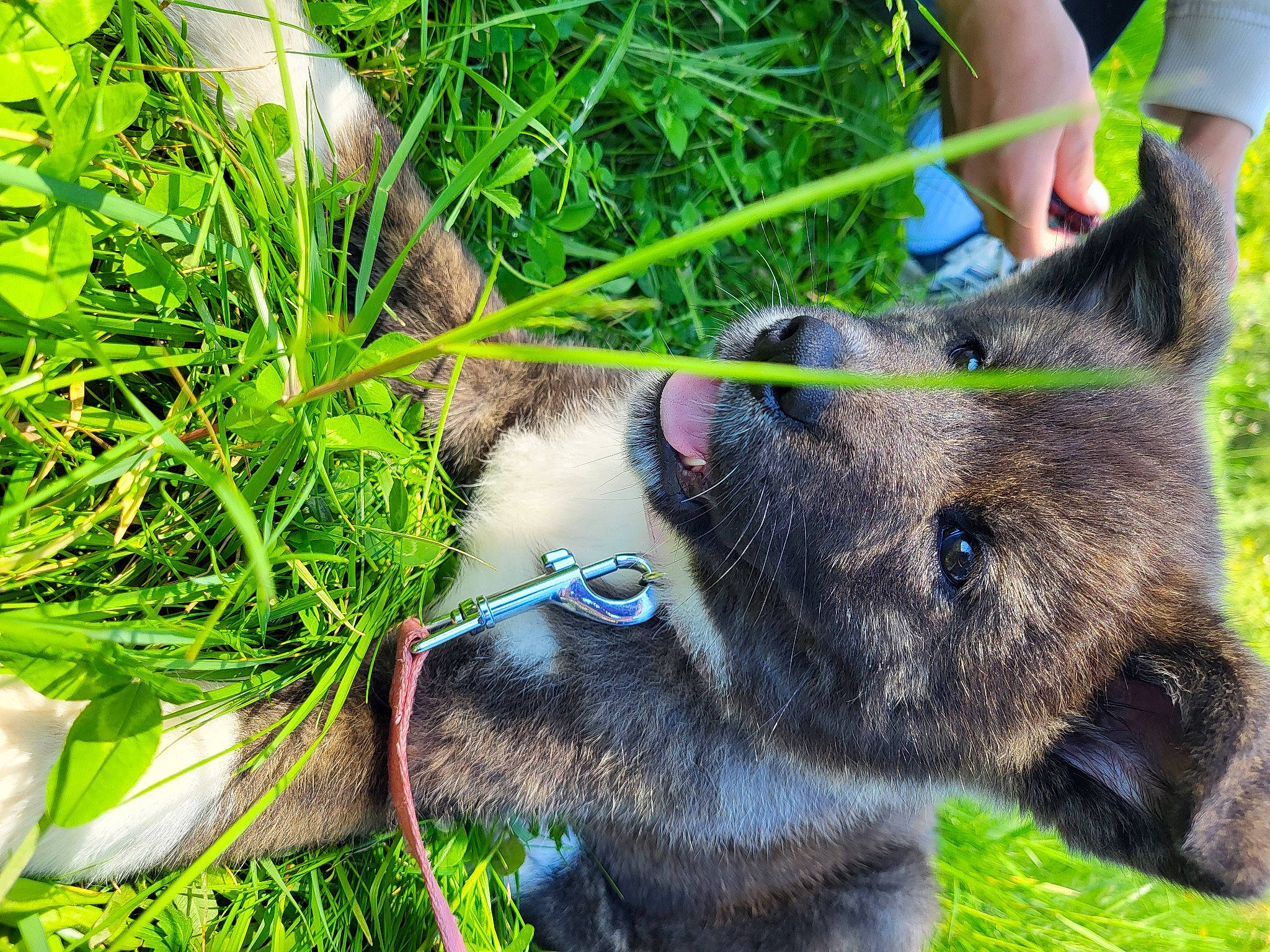 Kaiya a rejoint le concours — aidez-le/la à gagner de superbes lots ! canidae, carnivore, collar, dog_breed, domestic_short_haired_cat, fawn, felidae, foot, fur, grass, groundcover, herb, plant, small_to_medium_sized_cats, soil, sporting_group, tail, terrestrial_animal, whiskers, working_animal