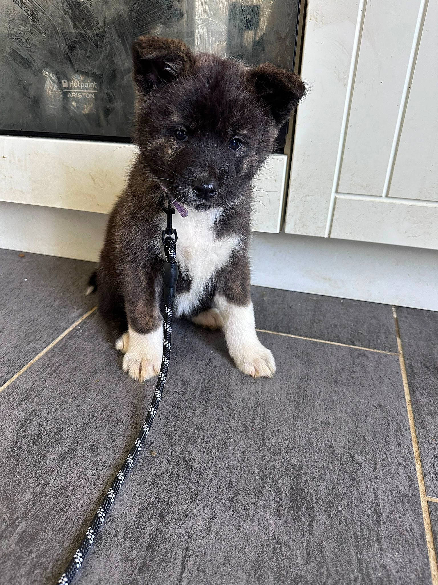 Kaiya a rejoint le concours — aidez-le/la à gagner de superbes lots ! asphalt, canidae, carnivore, companion_dog, dog, dog_breed, door, fawn, felidae, flooring, fur, paw, road_surface, snout, sporting_group, tail, terrestrial_animal, toy_dog, whiskers, working_animal