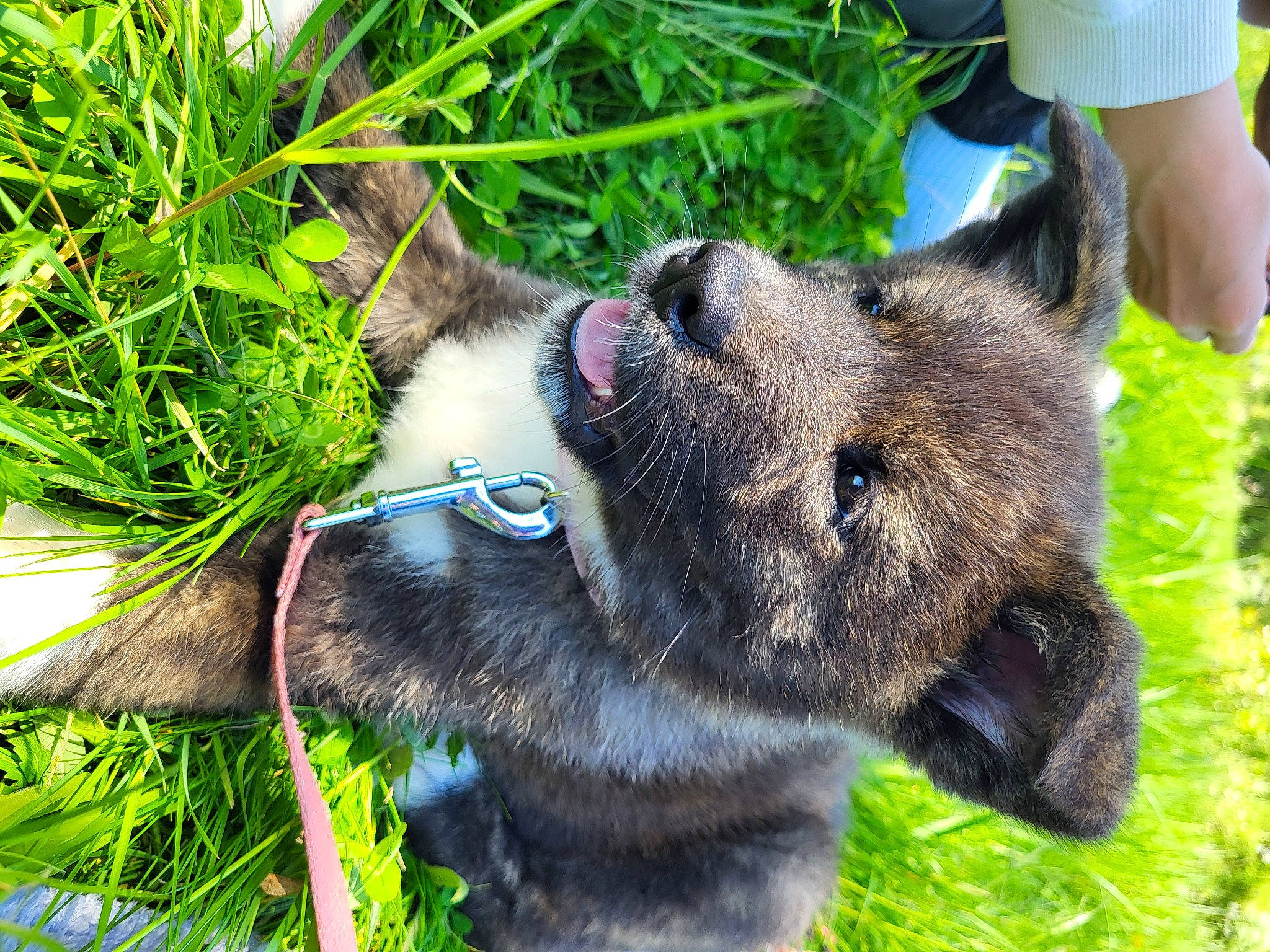 Kaiya a rejoint le concours — aidez-le/la à gagner de superbes lots ! carnivore, collar, companion_dog, dog, dog_breed, dog_collar, domestic_short_haired_cat, felidae, fur, grass, herb, leash, plant, small_to_medium_sized_cats, snout, tail, terrestrial_animal, whiskers, working_animal, working_dog