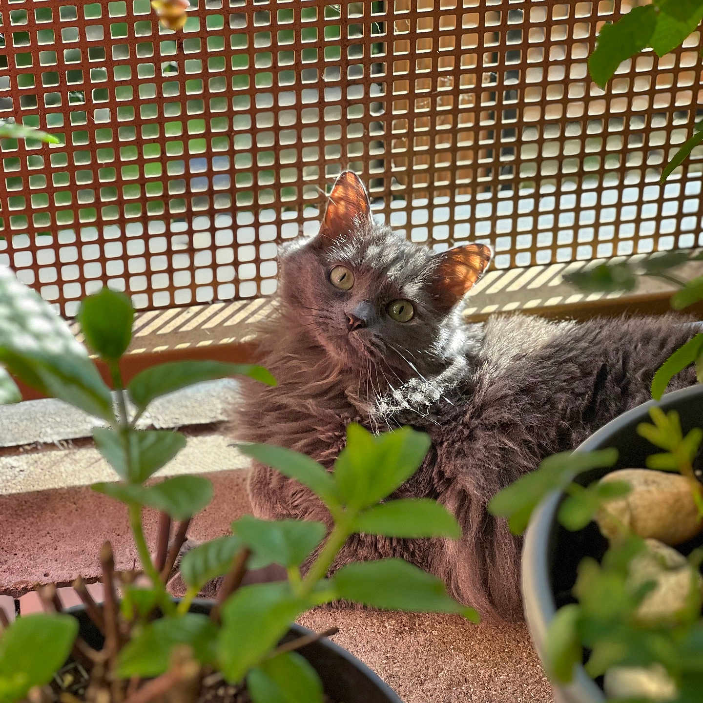 Weather participe au concours pour gagner de l'argent avec cette photo : animal, cat, cozy, curious, feline, fluffy, garden, gray_cat, greenery, lattice_fence, nature, outdoor, pet, plants, potted_plants, relaxed, shade, sunlight, sunny, whiskers