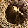 Arès a rejoint le concours — aidez-le/la à gagner de superbes lots ! cat, pet_bed, sleeping, indoor, furry, cozy, curled_up, resting, domestic_cat, soft_texture, white_paws, gray_fur, circular_bed, floor_tiles, relaxation, home_interior, warm_lighting, compact, cute, quiet