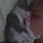 Arès a rejoint le concours — aidez-le/la à gagner de superbes lots ! kitten, cat, sleeping, person, face, tattoo, bed, blanket, rest, cozy, nap, feline, paw, closeup, indoor, cute, animal, pet, gray, white