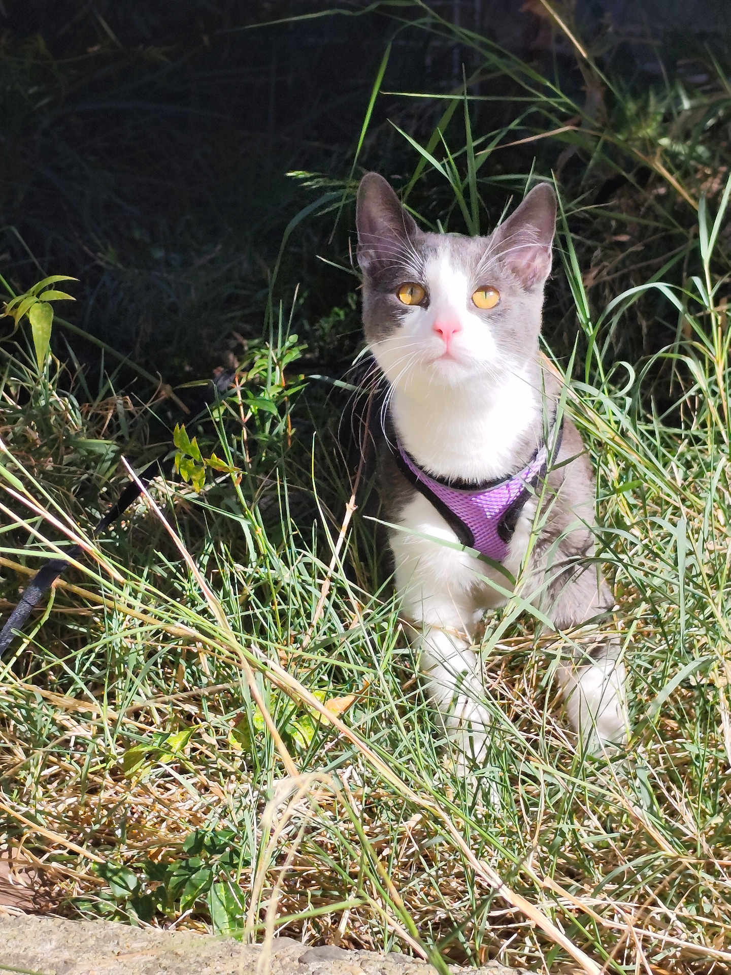Arès a rejoint le concours — aidez-le/la à gagner de superbes lots ! cat, animal, outdoor, grass, nature, pet, feline, yellow_eyes, purple_harness, alert, sunlight, wild, curious, ears, whiskers, mammal, young_cat, greenery, closeup, daylight