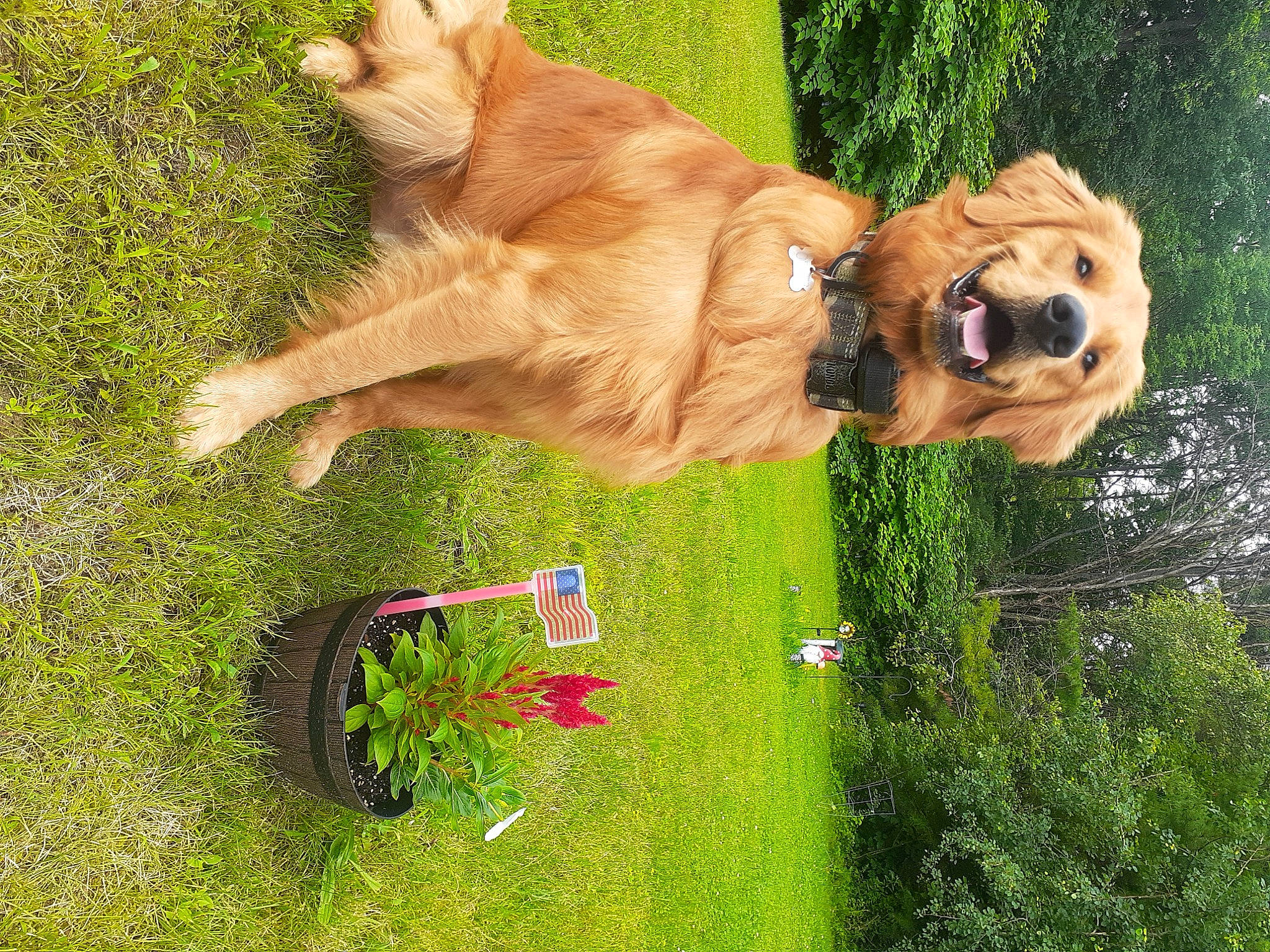 Ozzie joined the competition — help win amazing prizes! carnivore, collar, companion_dog, dog, dog_breed, dog_collar, fawn, fur, grass, landscape, lawn, liver, plant, retriever, snout, sporting_group, tail, terrestrial_animal, tree, working_animal