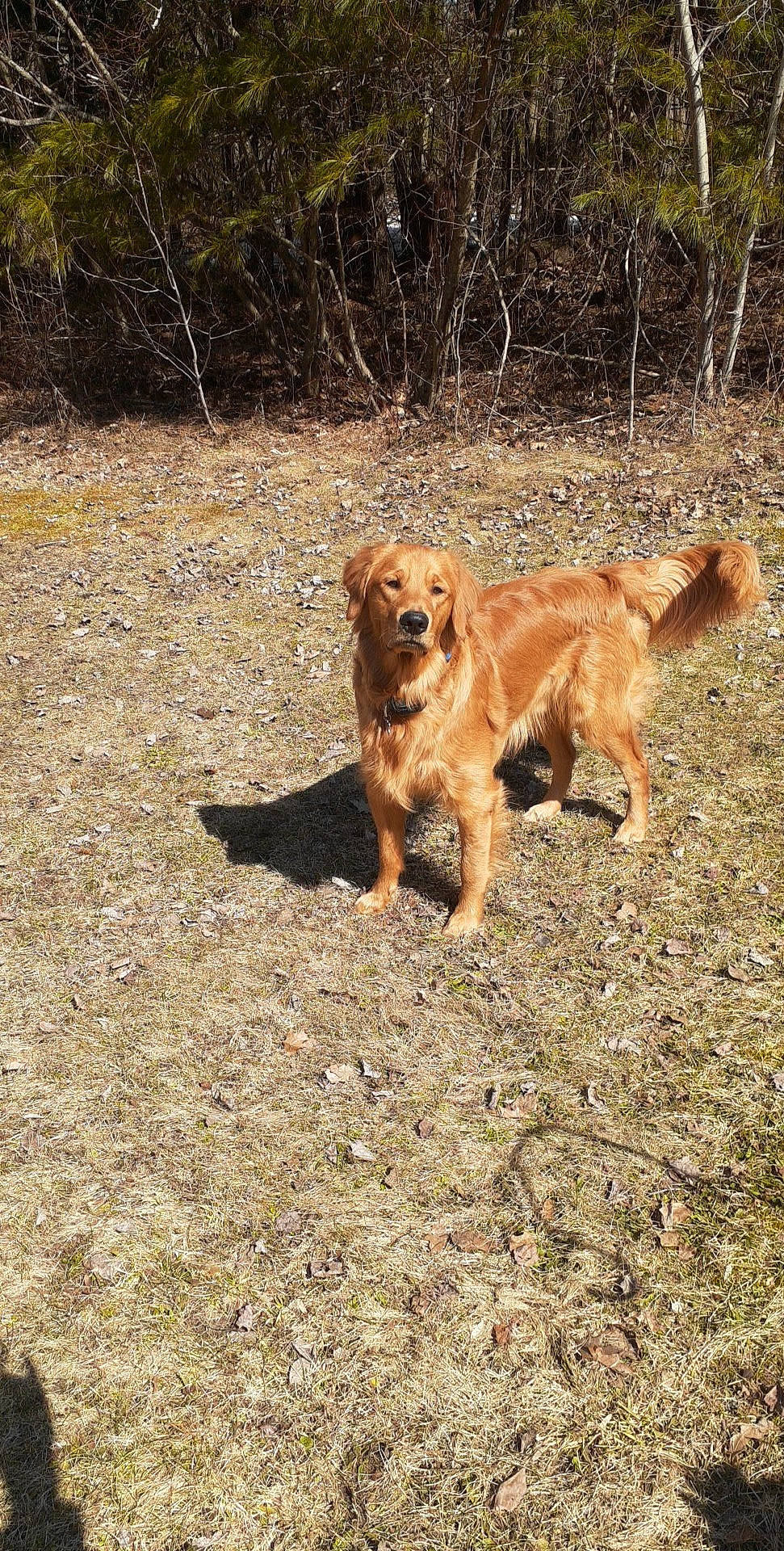 Ozzie is registered to the contest to win money with this photo: adventure, canidae, carnivore, companion_dog, dog, dog_breed, fawn, gun_dog, liver, plant, retriever, snout, soil, sporting_group, street_dog, tail, terrestrial_animal, tree, wildlife, working_animal