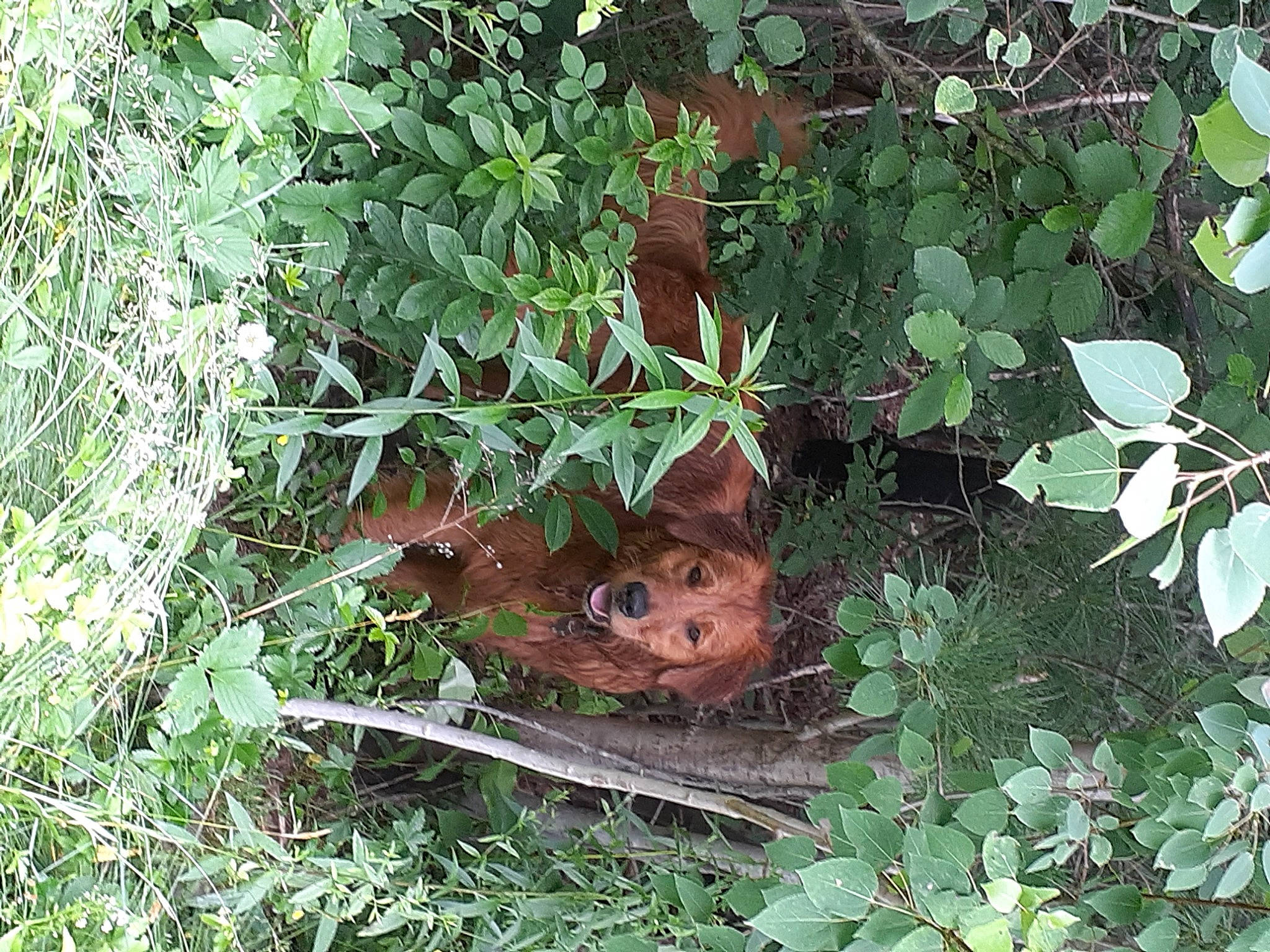 Ozzie joined the competition — help win amazing prizes! annual_plant, fawn, flowering_plant, grass, groundcover, herb, jungle, lawn_ornament, metal, plant, rust, shrub, soil, terrestrial_animal, terrestrial_plant, toy, tree, true_toad, twig, wildlife