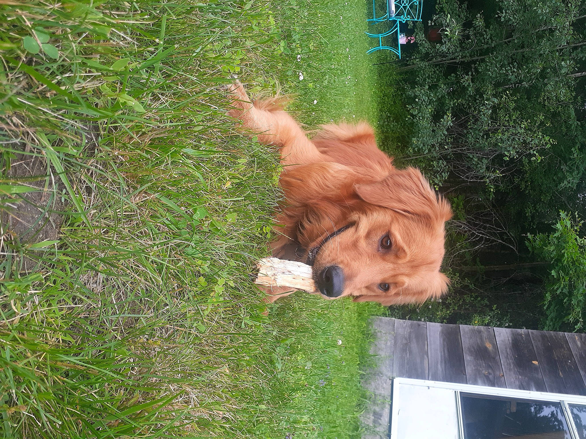 Ozzie joined the competition — help win amazing prizes! canidae, carnivore, companion_dog, dog, dog_breed, fawn, grass, groundcover, liver, plant, snout, sporting_group, tree, trunk, wood, working_animal