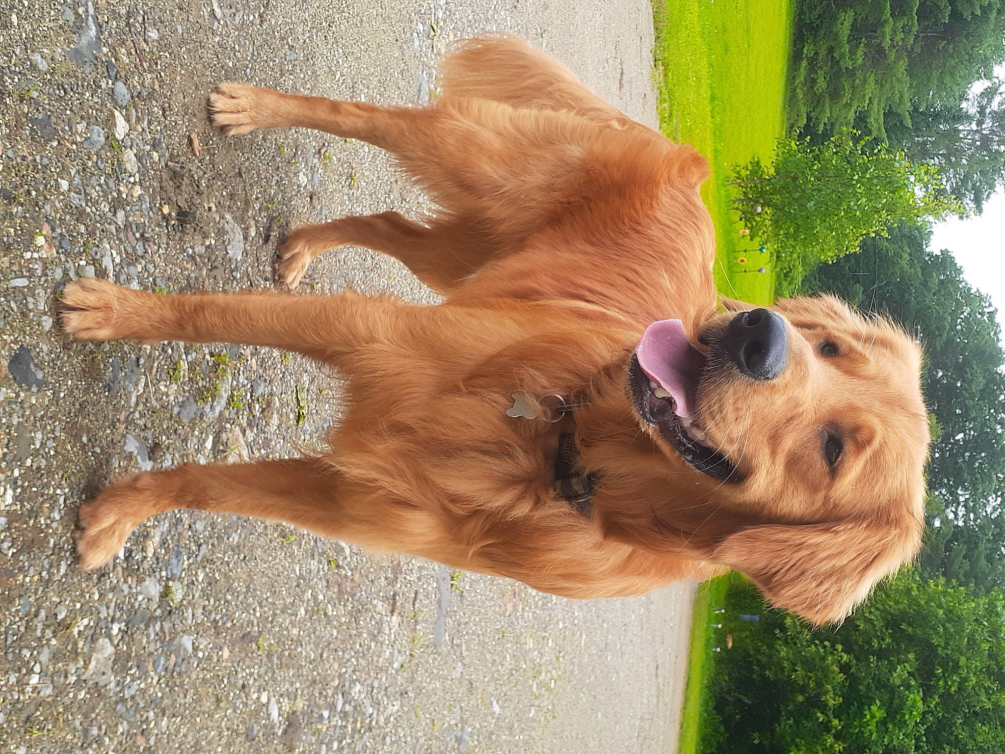 Ozzie joined the competition — help win amazing prizes! canidae, carnivore, collar, companion_dog, dog, dog_breed, dog_collar, eyewear, fawn, gun_dog, leash, liver, plant, sky, snout, sporting_group, sunglasses, tail, tree, working_animal