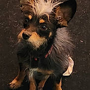 Luke is registered to the contest to win money with this photo: dog, small_dog, tuft_of_hair, curious_eyes, dark_background, fur, pet, animal, ears, cute, looking_up, portrait, canine, mammal, sitting, whiskers, collar, domestic_animal, furry, nose