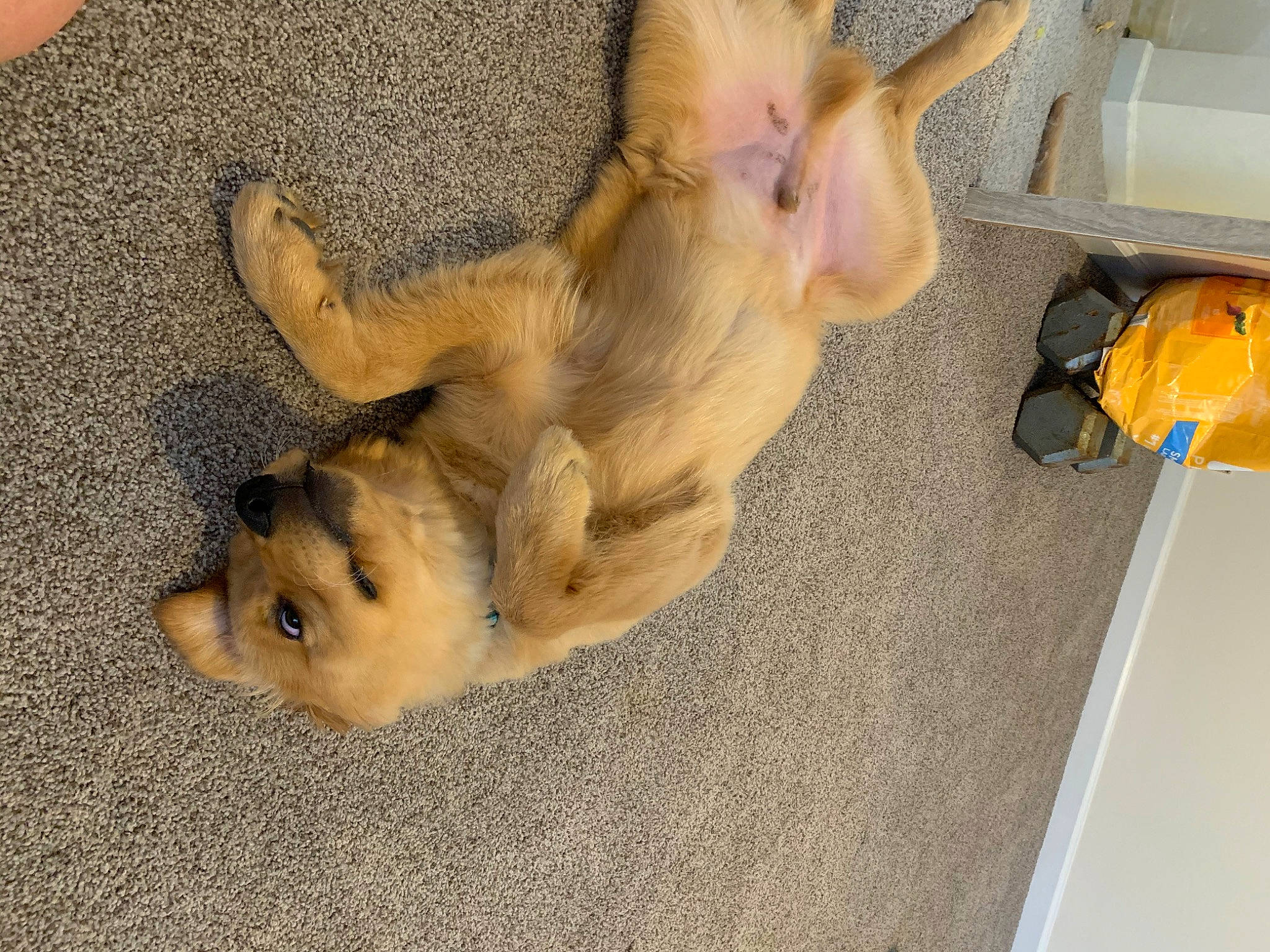 Stanley joined the competition — help win amazing prizes! canidae, carnivore, companion_dog, dog, dog_breed, ear, fawn, german_shepherd_dog, paw, puppy, tail