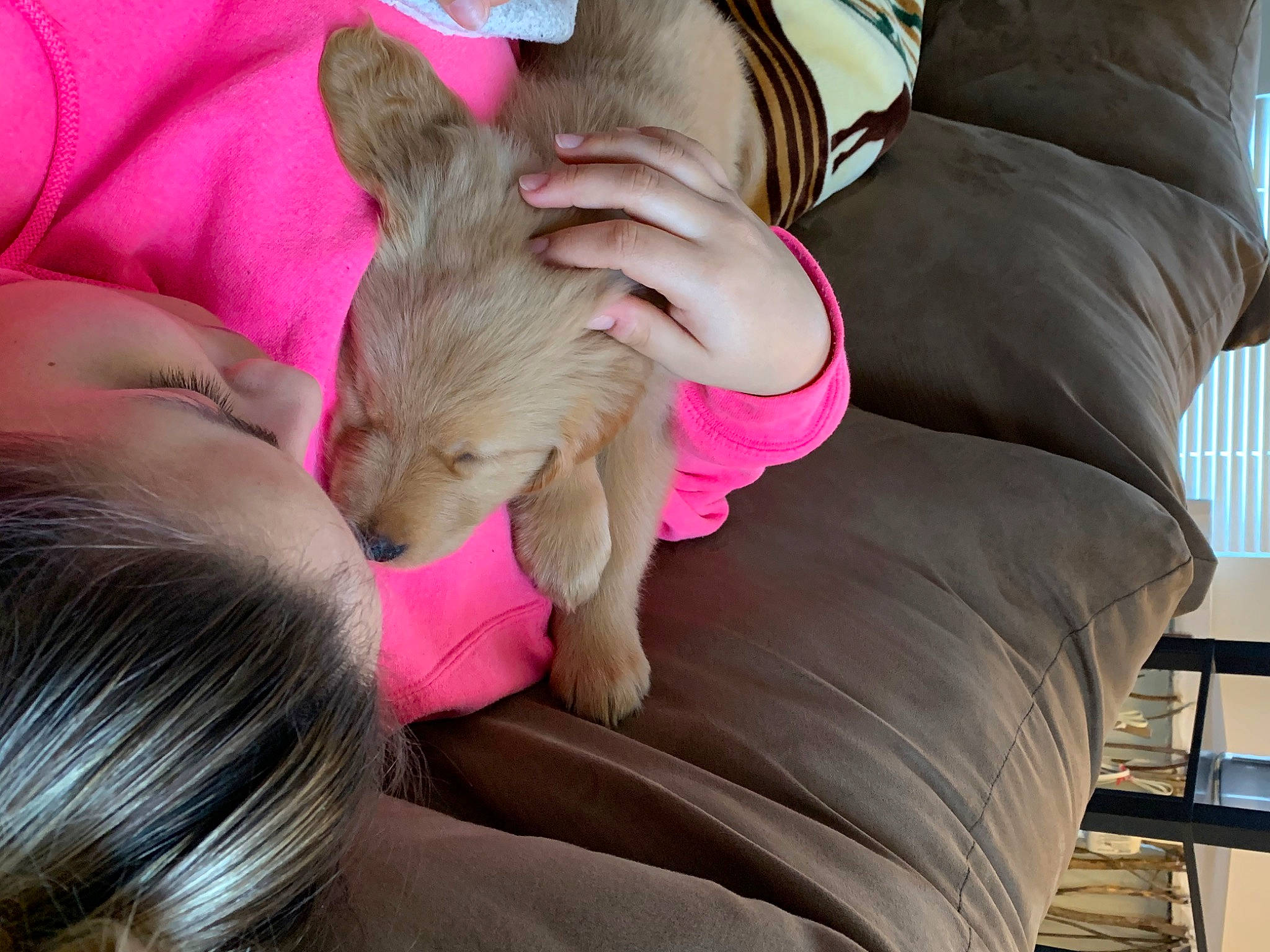 Stanley is registered to the contest to win money with this photo: canidae, carnivore, companion_dog, dog, dog_breed, ear, fawn, mammal, nap, pink, puppy, puppy_love, sporting_group