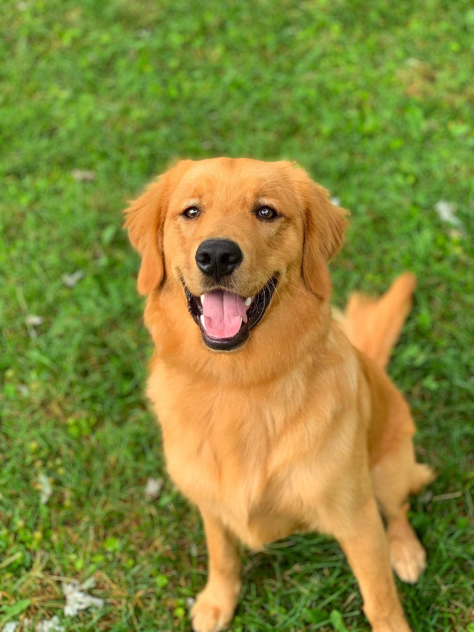 Stanley is registered to the contest to win money with this photo: ancient_dog_breeds, broholmer, canidae, carnivore, companion_dog, dog, dog_breed, fawn, flat_coated_retriever, golden_retriever, guard_dog, hovawart, labrador_retriever, mammal, nova_scotia_duck_tolling_retriever, rare_breed_dog, retriever, sporting_group, vertebrate, working_dog
