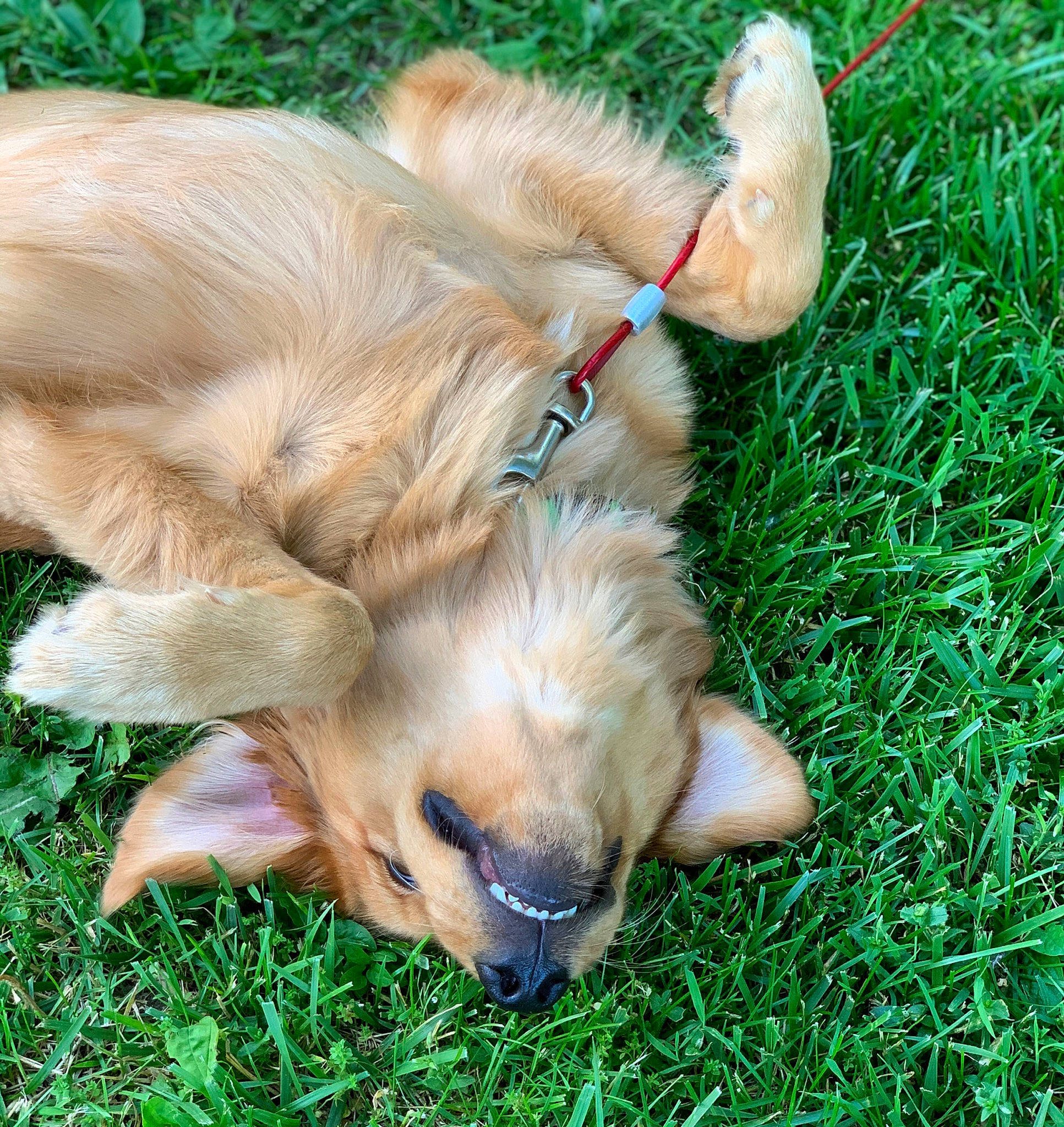 Stanley joined the competition — help win amazing prizes! canidae, carnivore, cocker_spaniel, companion_dog, dog, dog_breed, dog_toy, fawn, golden_retriever, grass, hovawart, mammal, puppy, retriever, snout, sporting_group, vertebrate