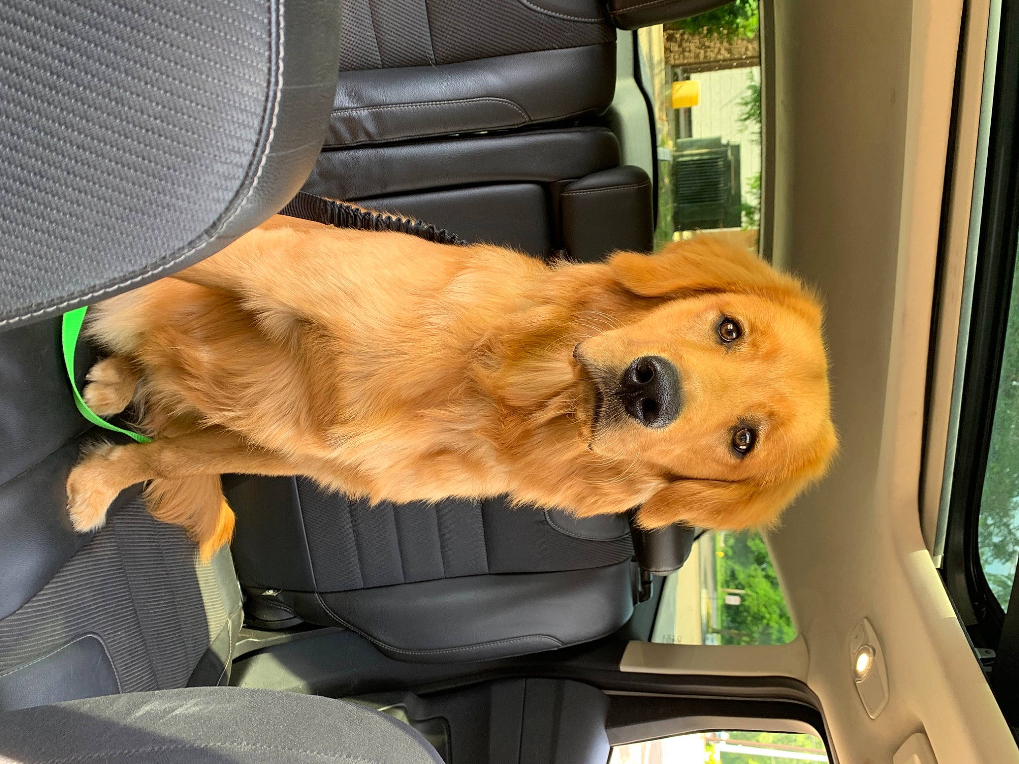 Stanley is registered to the contest to win money with this photo: canidae, car_seat, carnivore, companion_dog, dog, dog_breed, fawn, hovawart, mammal, puppy, puppy_love, snout, sporting_group, vertebrate