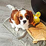 Ruby participe au concours pour gagner de l'argent avec cette photo : dog, puppy, cavalier_king_charles_spaniel, blanket, plush_toy, yellow_duck, pink_turtle, wooden_floor, indoor, pet, cute, looking_up, fur, ears, tail, eyes, nose, playing, soft_toy, flooring