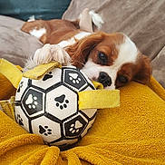 Ruby a rejoint le concours — aidez-le/la à gagner de superbes lots ! dog, puppy, toy, ball, paw_print, blanket, yellow, couch, relaxed, sleepy, brown_and_white, indoor, pet, canine, soft_texture, close_up, comfort, resting, animal, fur