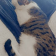 Pépito a rejoint le concours — aidez-le/la à gagner de superbes lots ! cat, tabby, sleeping, cozy, blanket, fur, whiskers, tail, indoor, resting, pet, animal, cute, comfortable, soft, window, light, relaxation, home, peaceful