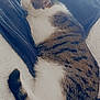cat, tabby, sleeping, cozy, blanket, fur, whiskers, tail, indoor, resting, pet, animal, cute, comfortable, soft, window, light, relaxation, home, peaceful