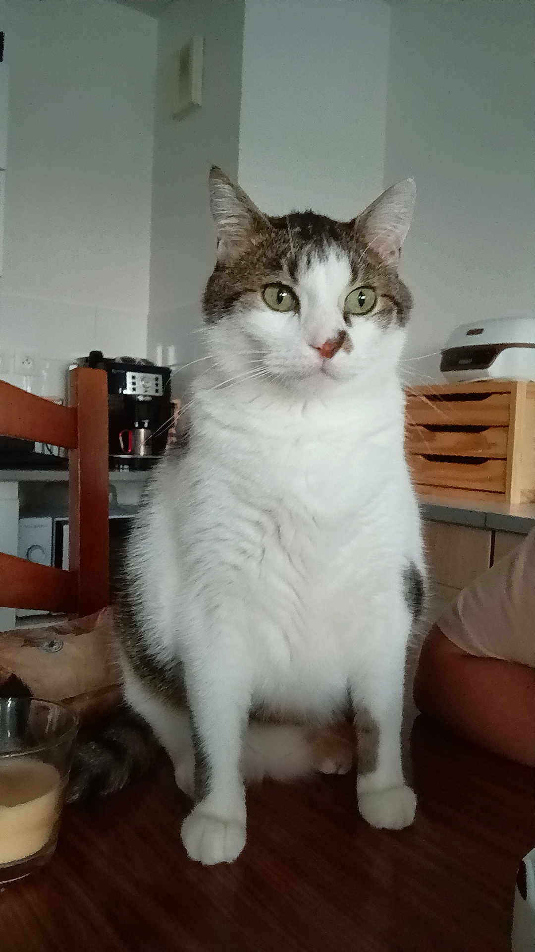 Pépito