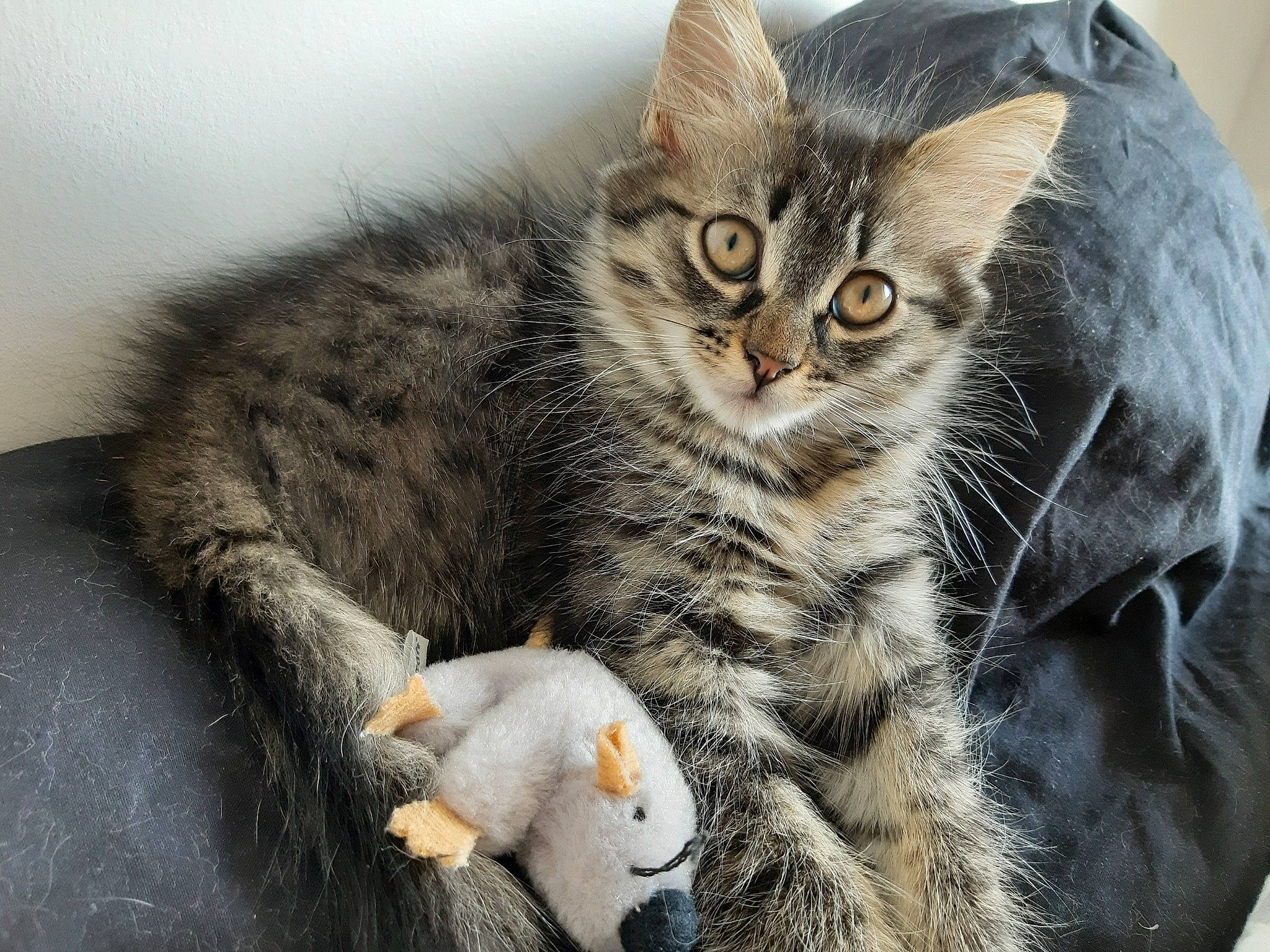 Rubie participe au concours pour gagner de l'argent avec cette photo : american_shorthair, american_wirehair, asian, australian_mist, british_semi_longhair, carnivore, cat, claw, domestic_short_haired_cat, dragon_li, european_shorthair, felidae, fur, kitten, mammal, pixie_bob, small_to_medium_sized_cats, tabby_cat, vertebrate, whiskers