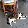 Rubie participe au concours pour gagner de l'argent avec cette photo : cat, indoor, floor, tile, chair, wooden_furniture, pet, animal, resting, lying_down, domestic_cat, striped_cat, white_cat, gray_cat, toy_mouse, playful, relaxed, home, cozy, quiet