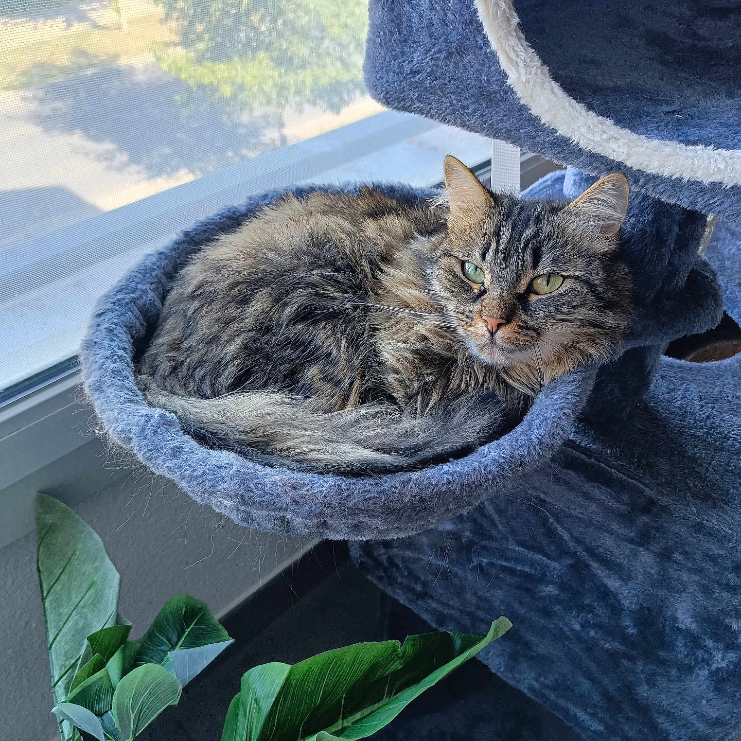 Rubie a rejoint le concours — aidez-le/la à gagner de superbes lots ! animal, cat, cat_tree, cozy, daylight, feline, fluffy, fur, green_leaves, hammock, home, indoor_plant, looking, natural_light, pet, relaxed, resting, soft_texture, tabby_cat, window