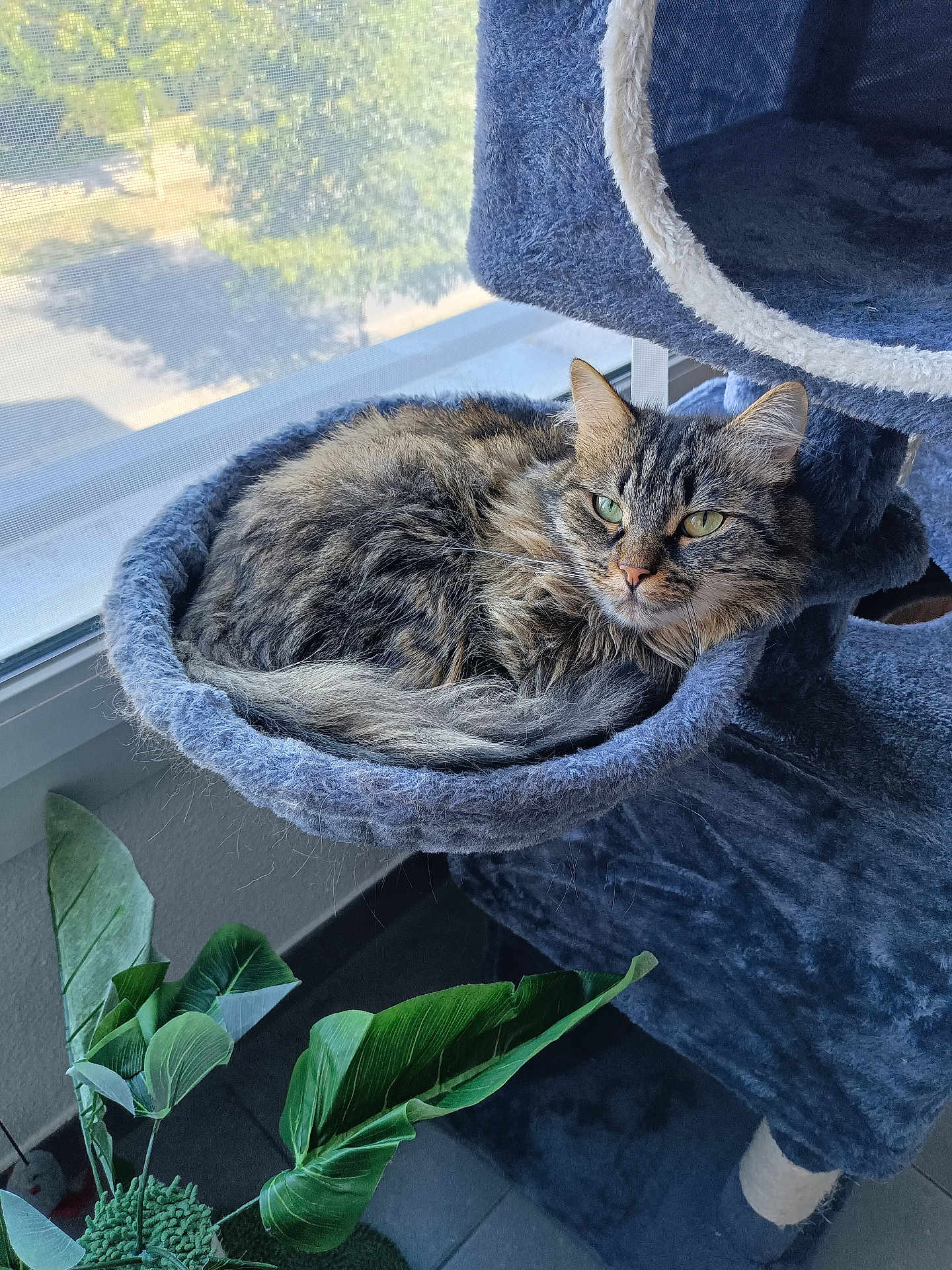Rubie a rejoint le concours — aidez-le/la à gagner de superbes lots ! cat, tabby_cat, fluffy, cat_tree, hammock, window, natural_light, indoor_plant, green_leaves, cozy, feline, pet, relaxed, animal, fur, looking, resting, home, daylight, soft_texture