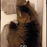 Rubie participe au concours pour gagner de l'argent avec cette photo : cat, tabby, fur, tiled_floor, towel, pet, animal, indoor, resting, relaxed, cute, fluffy, heart_doodle, brown, striped, whiskers, paws, sleeping, cozy, closeup