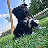 puppy, dog, grass, outdoor, playground, swing, sky, clouds, fence, tree, collar, cute, pet, animal, nature, summer, greenery, young, daytime, park