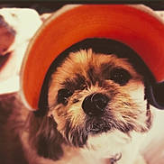 Buster Boy is registered to the contest to win money with this photo: dog, puppy, pet, orange_cap, close_up, cute, fur, animal, face, portrait, looking, indoors, soft_focus, adorable, whiskers, nose, ears, friendly, domestic_animal, young