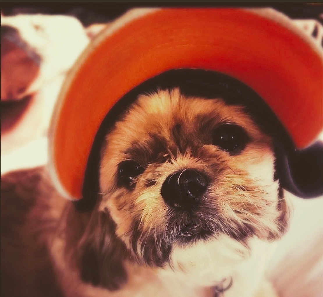 Buster Boy is registered to the contest to win money with this photo: dog, puppy, pet, orange_cap, close_up, cute, fur, animal, face, portrait, looking, indoors, soft_focus, adorable, whiskers, nose, ears, friendly, domestic_animal, young