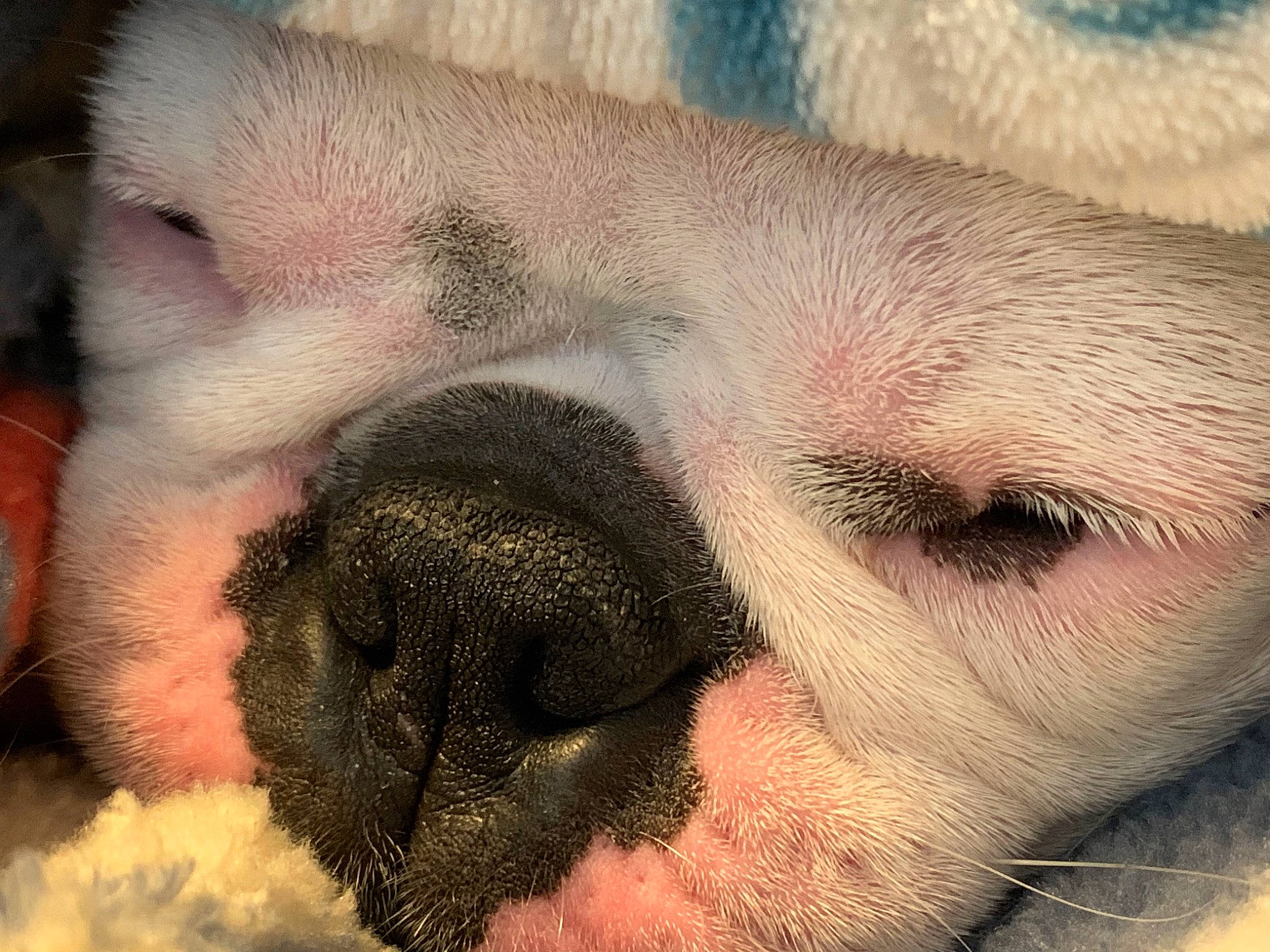 Willow is registered to the contest to win money with this photo: australian_bulldog, canidae, carnivore, close_up, dog, dog_breed, eye, mammal, non_sporting_group, nose, old_english_bulldog, olde_english_bulldogge, puppy, puppy_love, skin, sky, snout, toy_bulldog, valley_bulldog, vertebrate